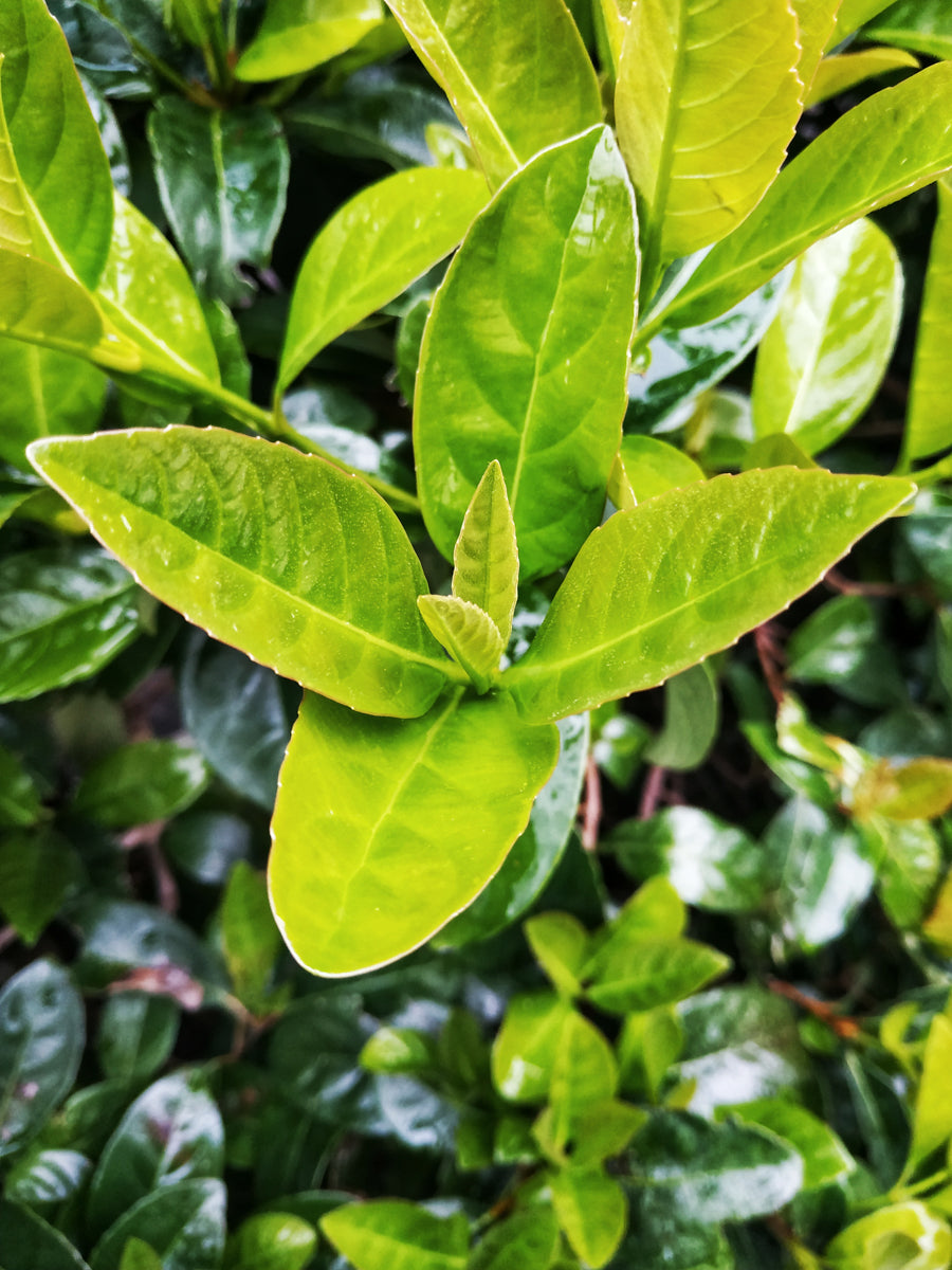 kirschlorbeer jawoll Kirschlorbeer / Prunus l. 'Genolia' – Rollrasen Schopen